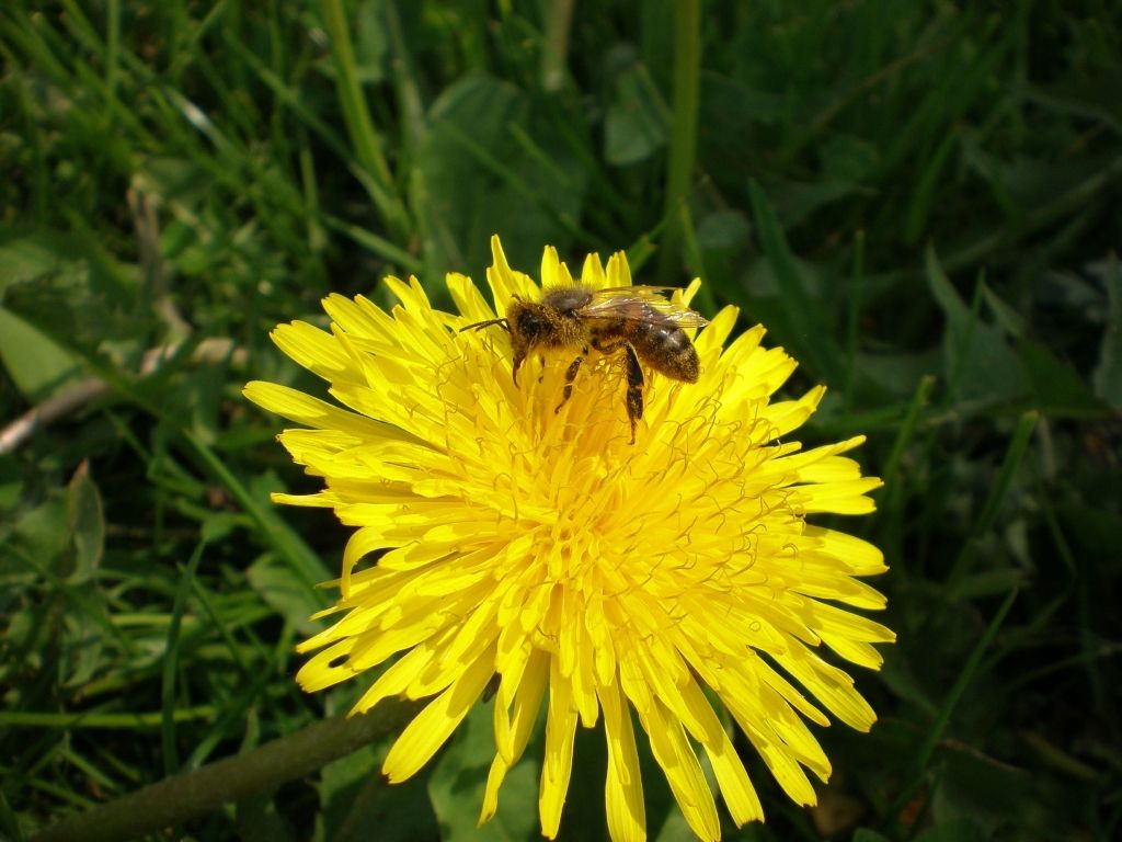 No sestdienas kļūs vēsāks, tomēr joprojām būtiski nokrišņi netiek prognozēti