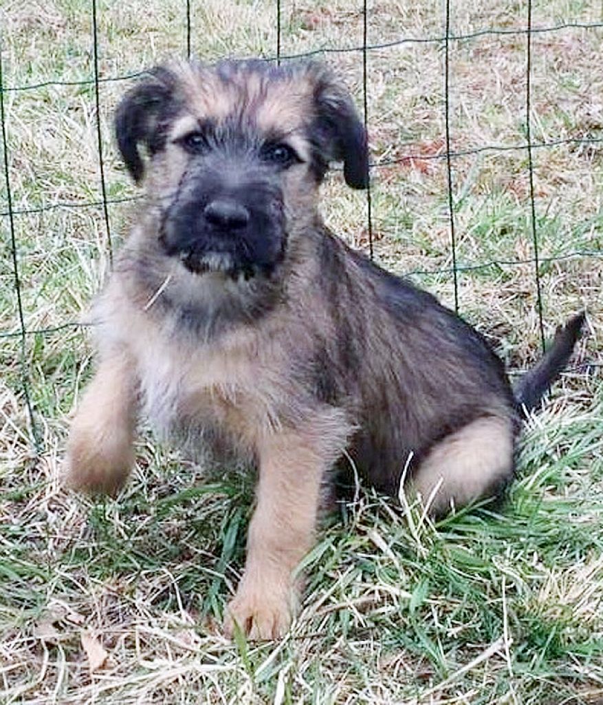 FOTO: Pūkainie draugi meklē gādīgus saimniekus