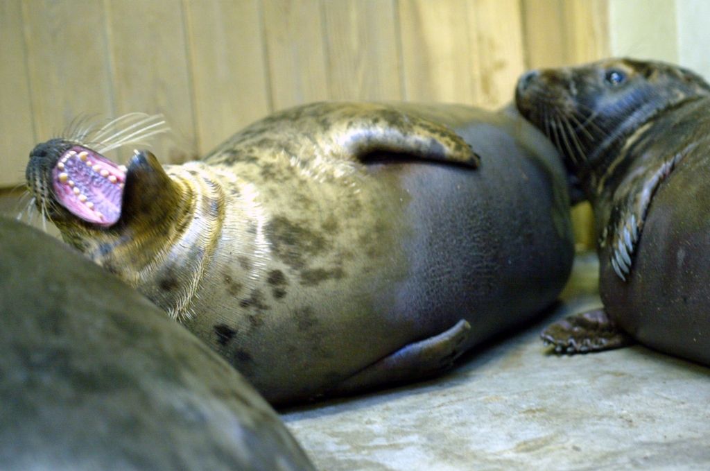 Pirmo reizi pēdējos desmit gados Latvijā tiks lemts par roņu medībām