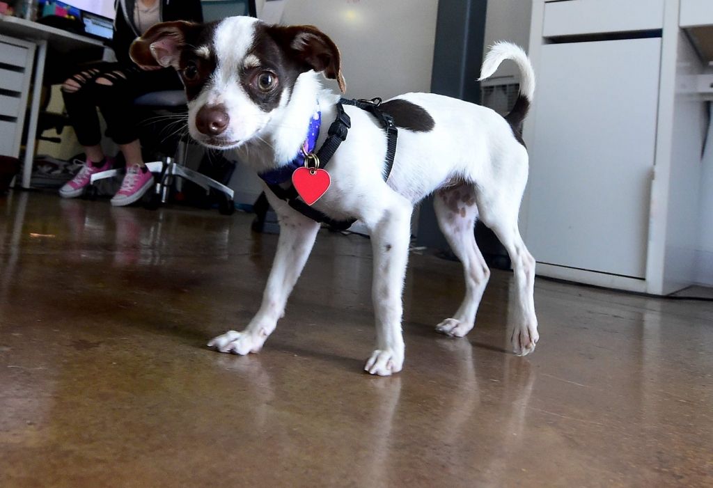 Kā saradināt bēbi ar suni