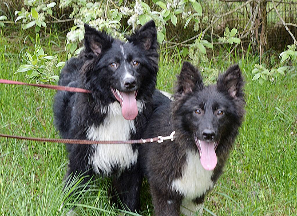 FOTO: Mīluļi meklē labas mājas