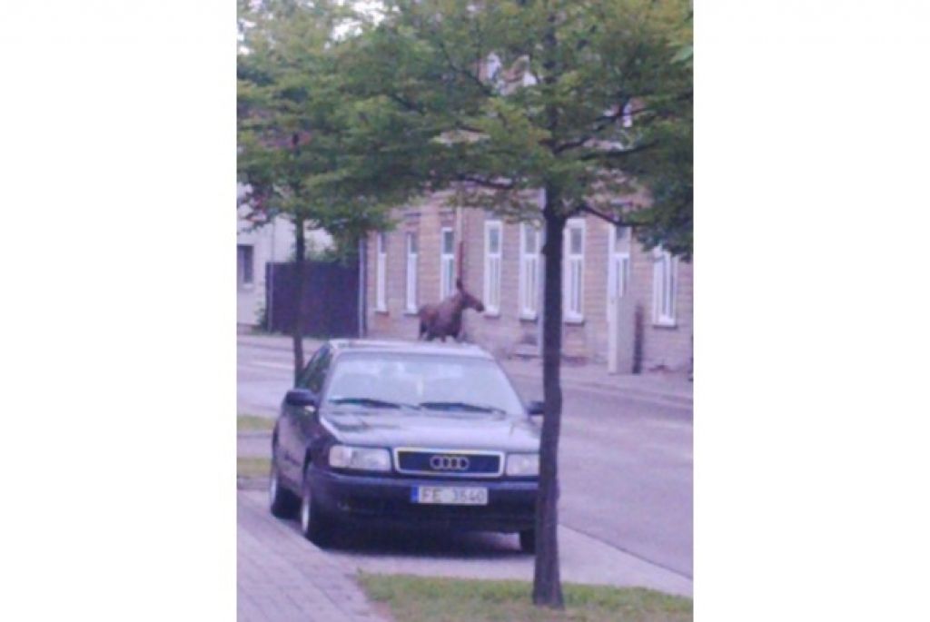 Jelgavā pa ielām pastaigājies tās simbols alnis