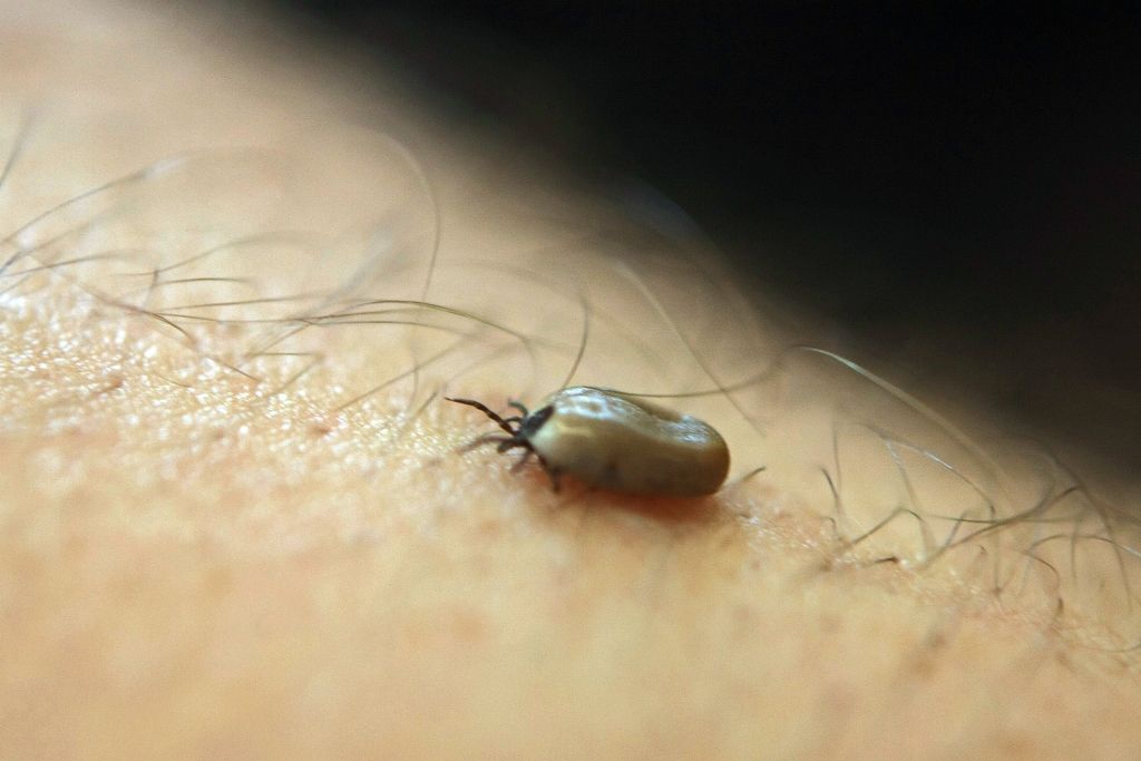 Ērces strādā arī saulgriežos; sargāsim ne tikai sevi, bet arī mājdzīvniekus