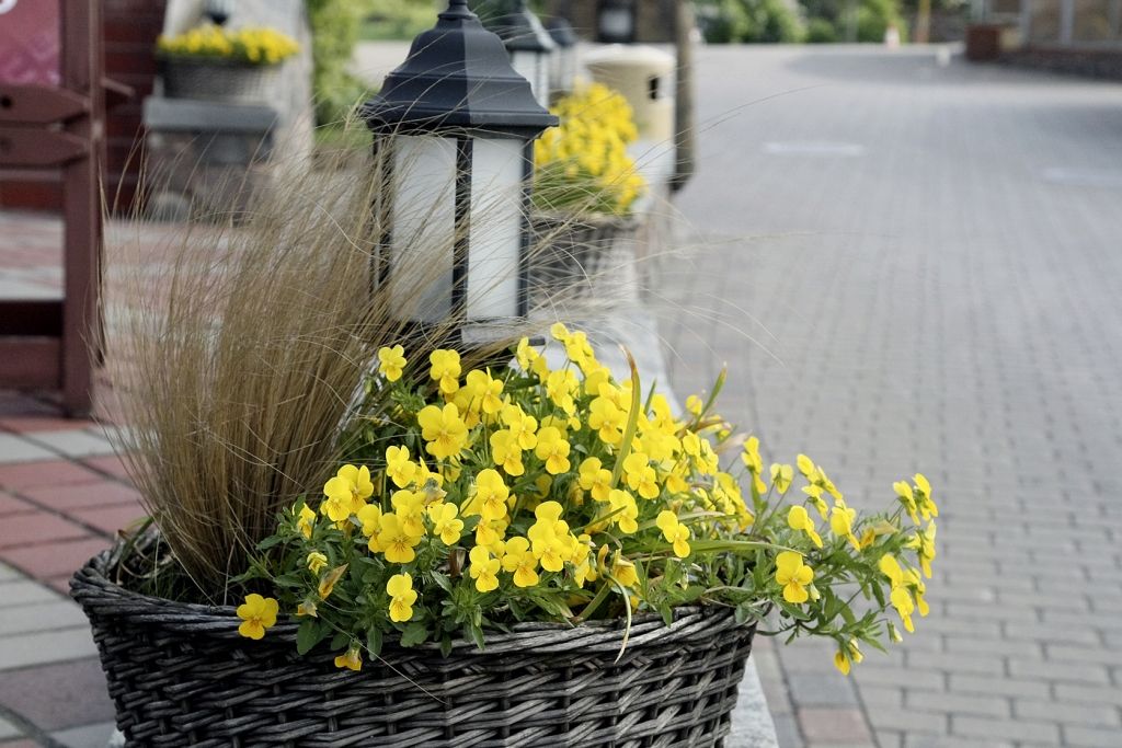 Terases rota - ziedi un garšaugi