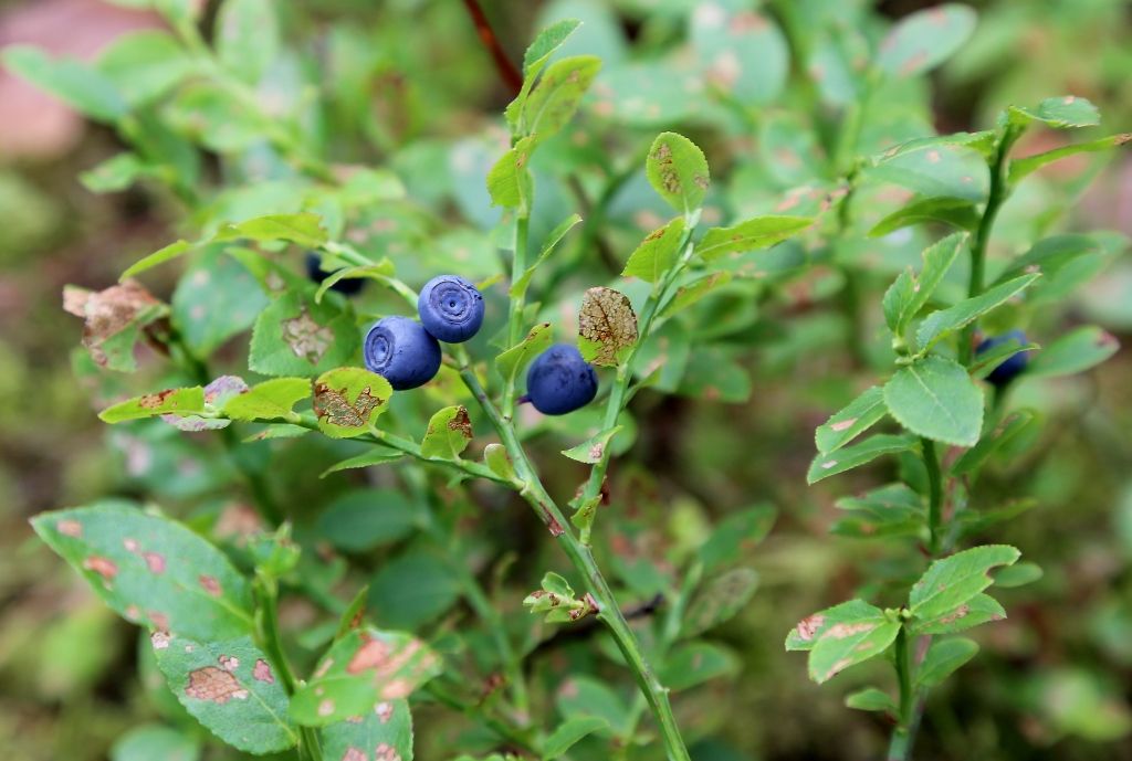 Par ienākumiem no savvaļas veltēm līdz 3000 eiro nav jāmaksā IIN