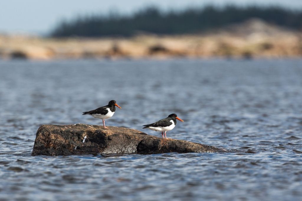 Karēlijā vētras laikā noslīkuši 11 bērni un viens pieaugušais