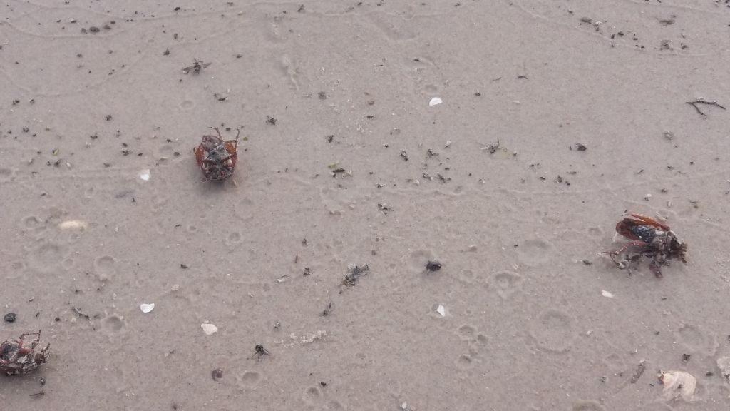 Liepājā pēc vēja pilna pludmale ar maijvabolēm