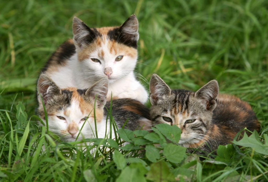 Pirmdiena būs silta, vietām neliels lietus