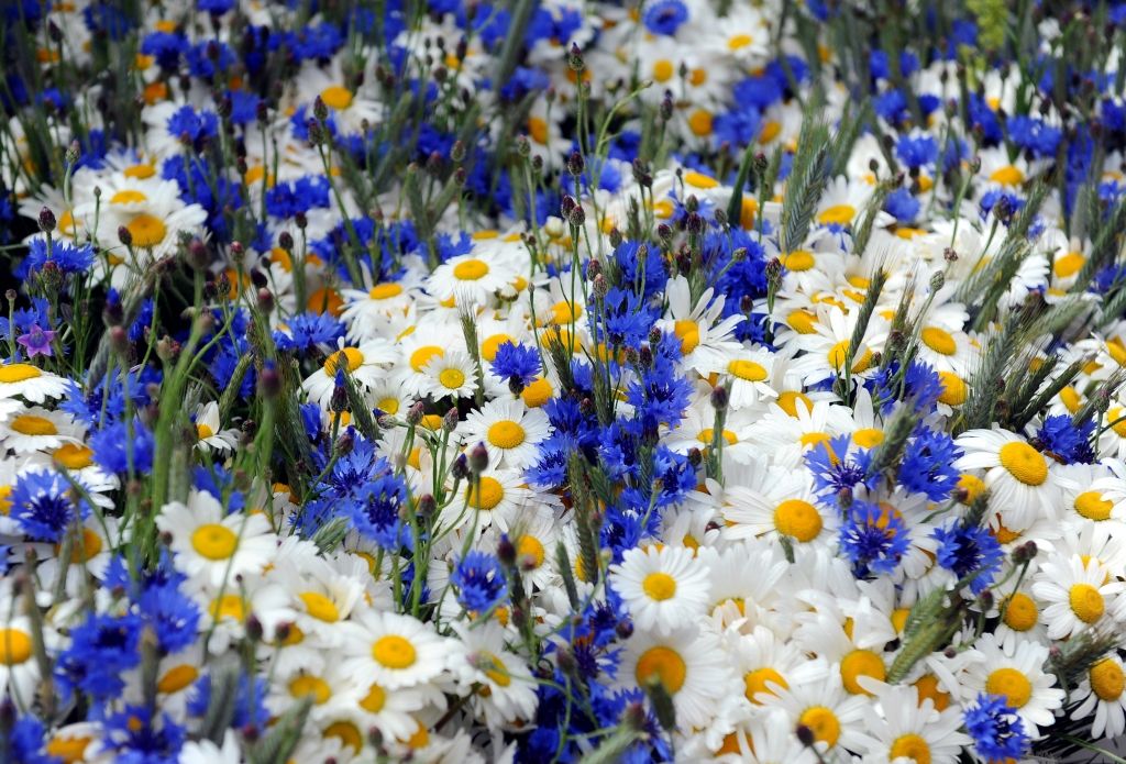 Aizsargājamos augus aicina baudīt acīm un nepīt Jāņu vainagā