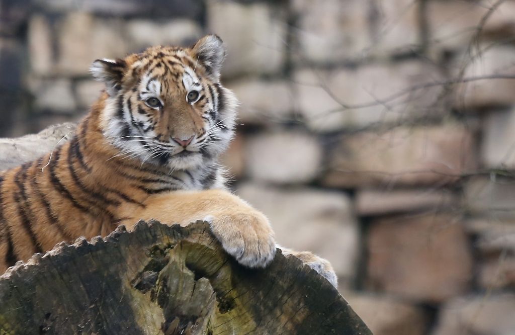 Rīgas Zooloģiskais dārzs pērn par biļetēm iekasējis 1,5 miljonus eiro
