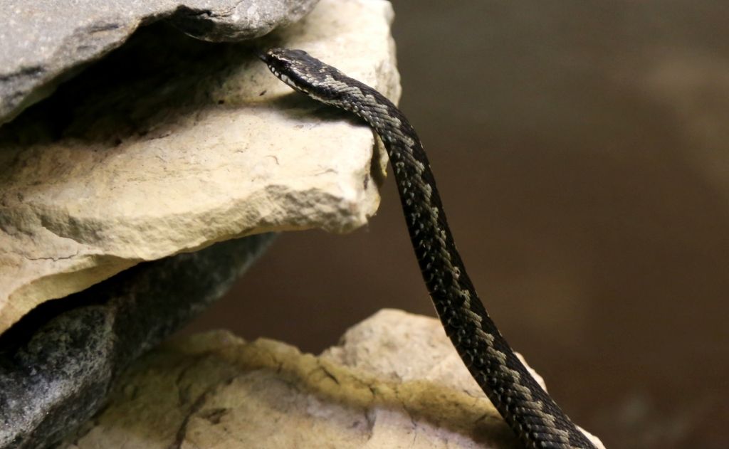 Iereibušu atpūtnieku sakož čūska; viņš to pamana pēc vairākām stundām