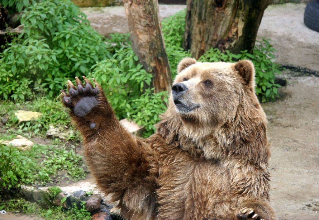 Latvijā šogad uzturējušies vismaz desmit lāči