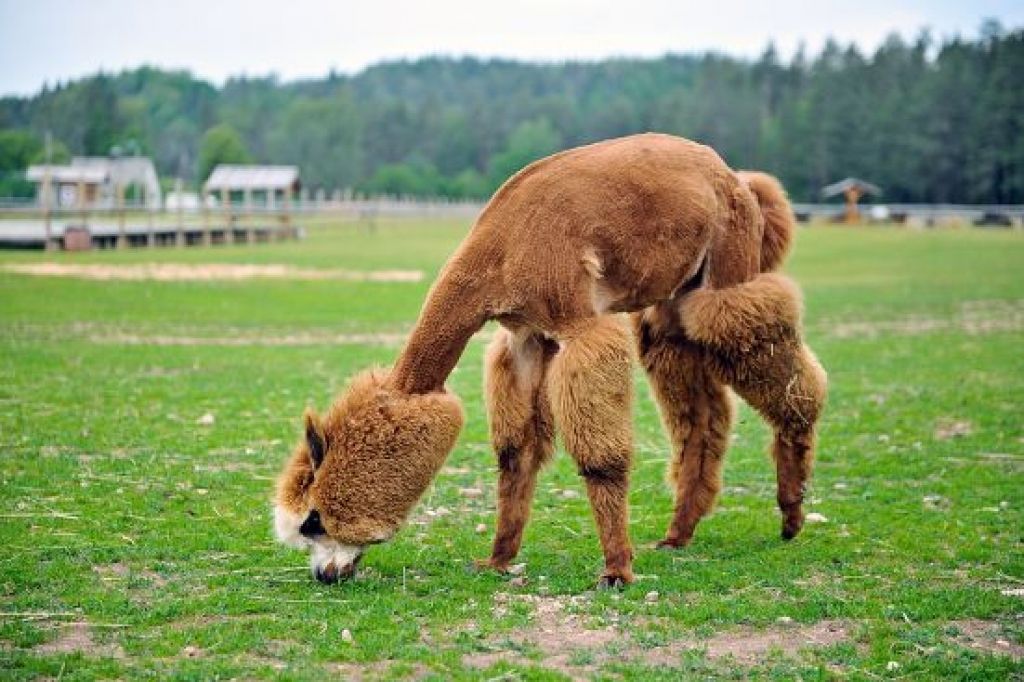 Buča no lamas un kamieļmātes piena pankūkas