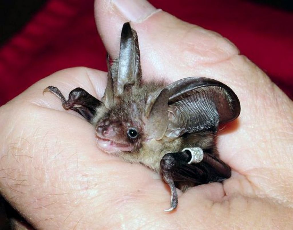 Uzmanīgi ar sikspārni