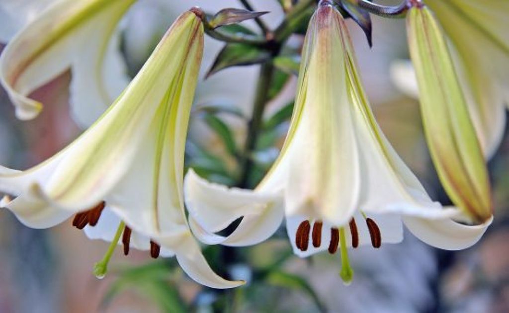 Cēlā un romantiskā lilija