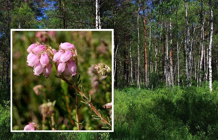 Grīņu dabas rezervāta svētki brīvā dabā