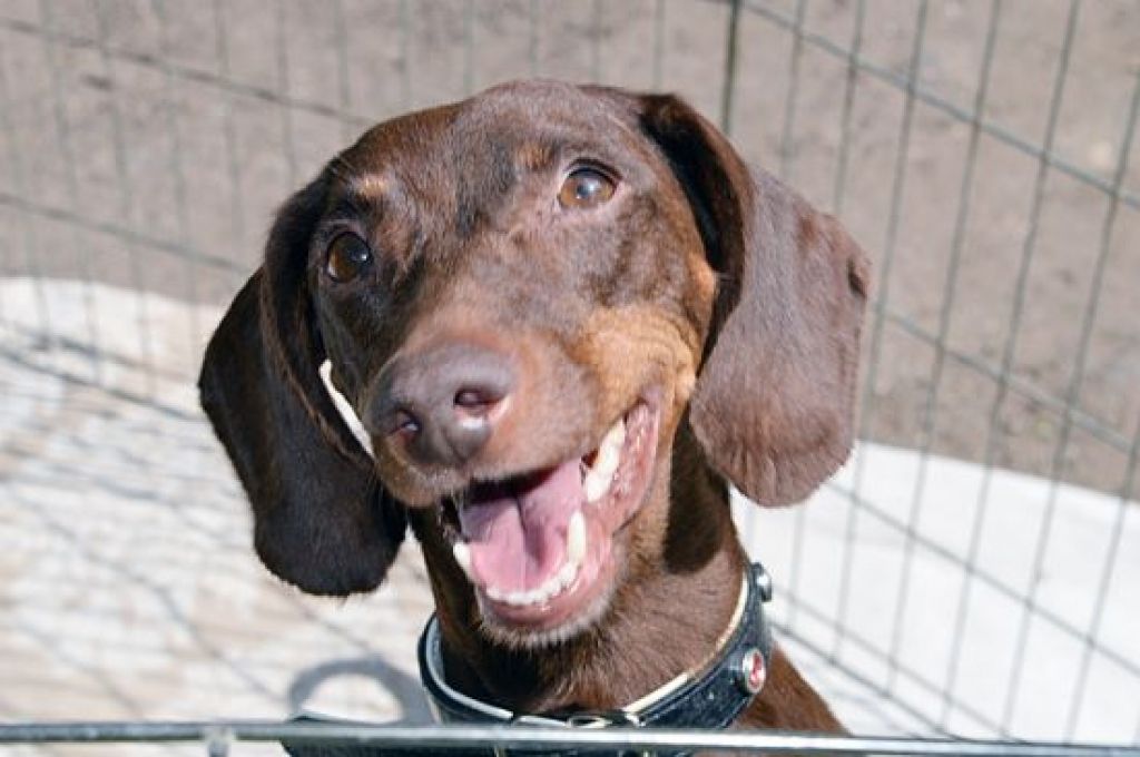 FOTO: Šie jaukie četrkājaiņi meklē mājas