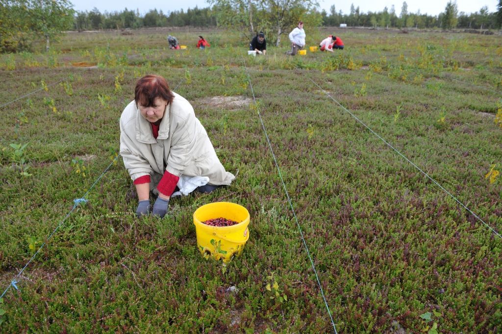 Darba terapija ar sauso atlikumu