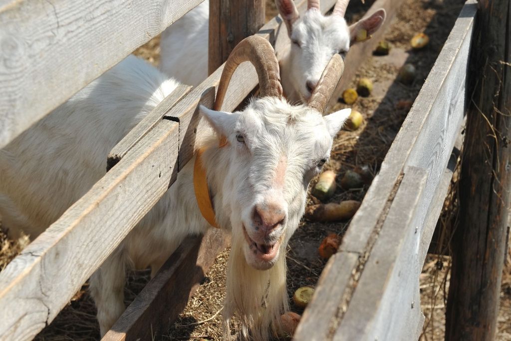 Cesvaines piens plāno ražot kazas sieru