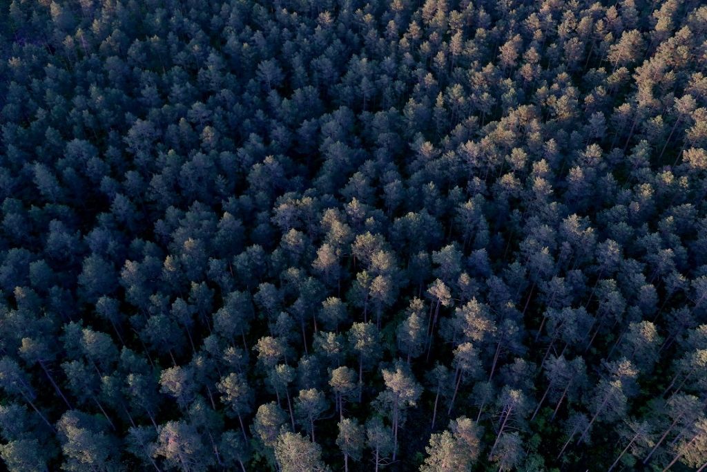 Olaines novadā karavīri un policija atraduši pazudušo sēņotāju (papildināts 21:24)