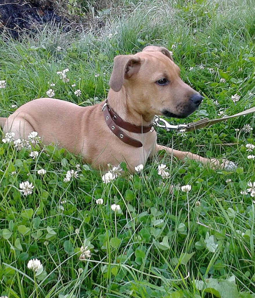 FOTO: Šiem mīluļiem gribas labas mājas