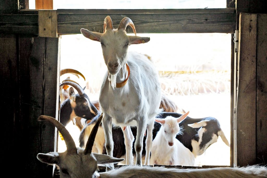 Bioloģiski saimnieko jau veselas paaudzes garumā