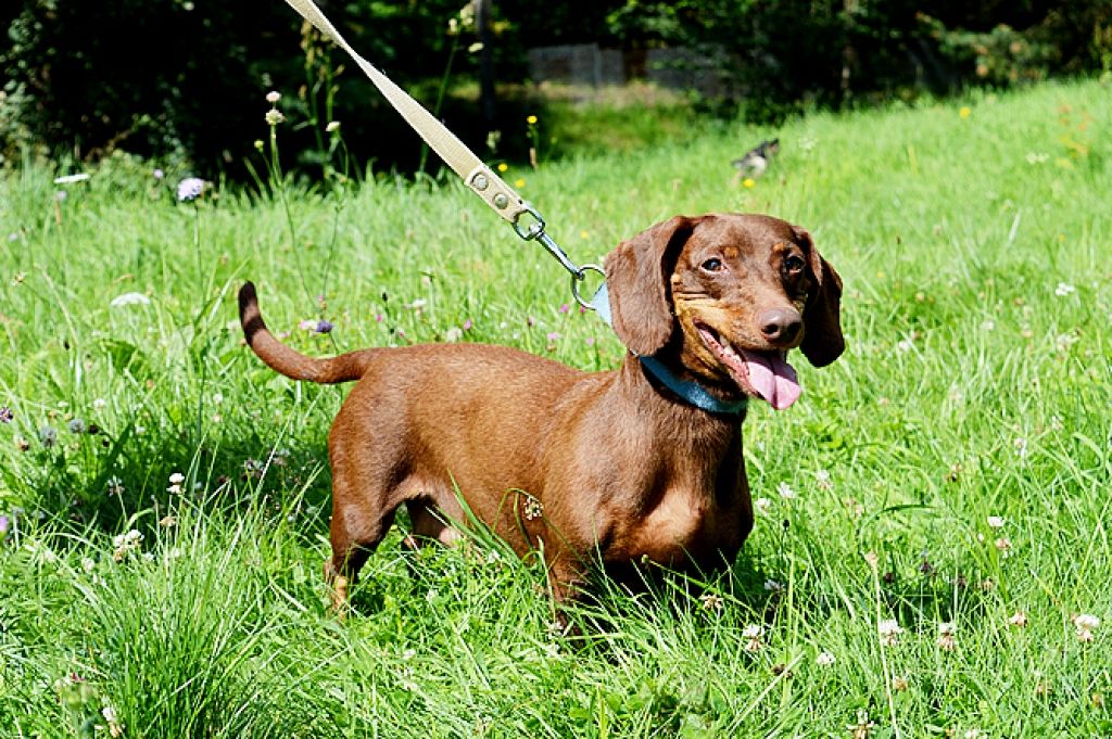 FOTO: Šie mīluļi meklē siltas un mīļas mājas