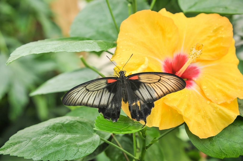 FOTO: Entuziastu grupa izveidojusi otro tauriņu māju Latvijā