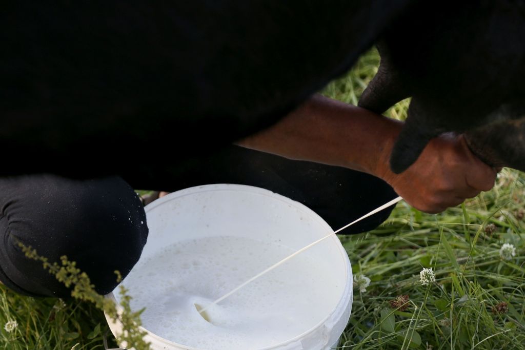 Somijas piensaimnieki nobažījušies par pieaugošo piena importu no Baltijas valstīm