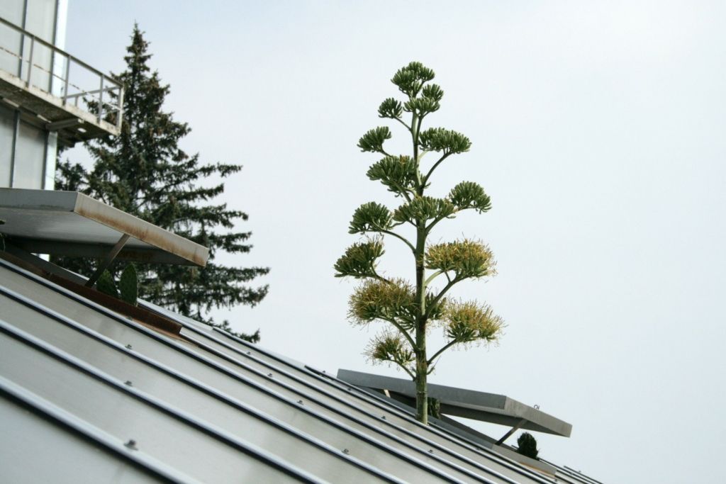 Botāniskajā dārzā noticis ilggaidīts brīnums