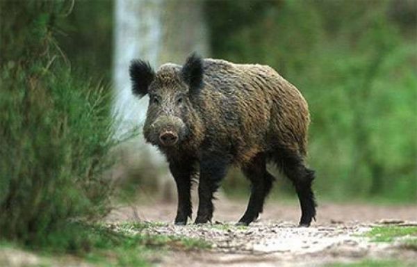 PVD sāk pieņemt nošauto mežacūku mātīšu pierādījumus