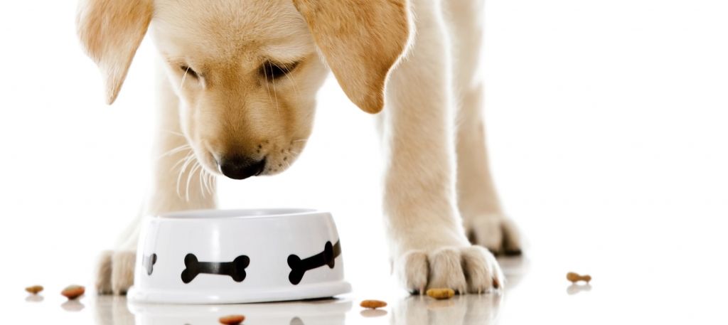 “Dogo” ražotājs grib tiesāties ar veterinārārstiem