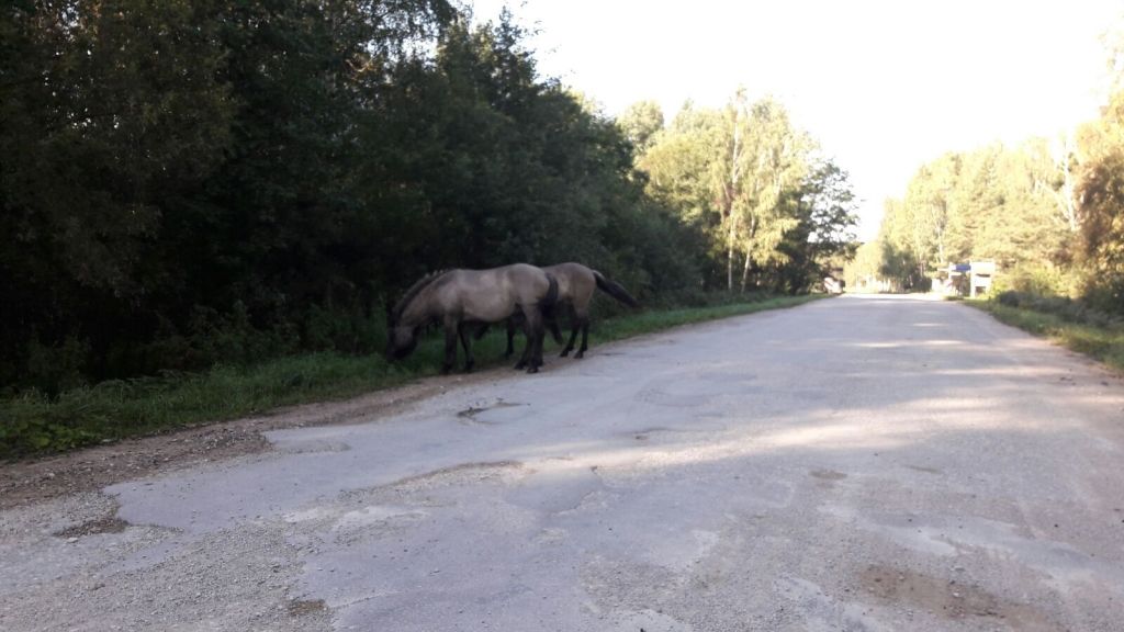 FOTO: Pape fotogrāfijās nedēļas griezumā