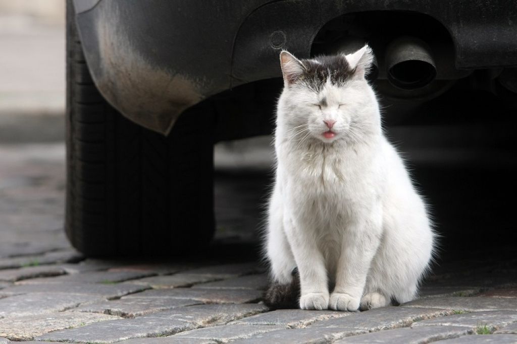 Atcels auto nodokli un no 2019. gada palielinās izmešu nodokli (papildināts 15:10)