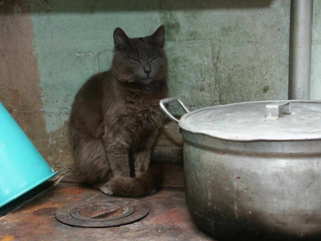 Liepājas aktīvie jaunieši talkos dzīvnieku patversmē