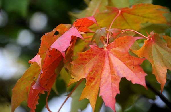Rudens tirdziņš un citas aktivitātes Vaiņodē