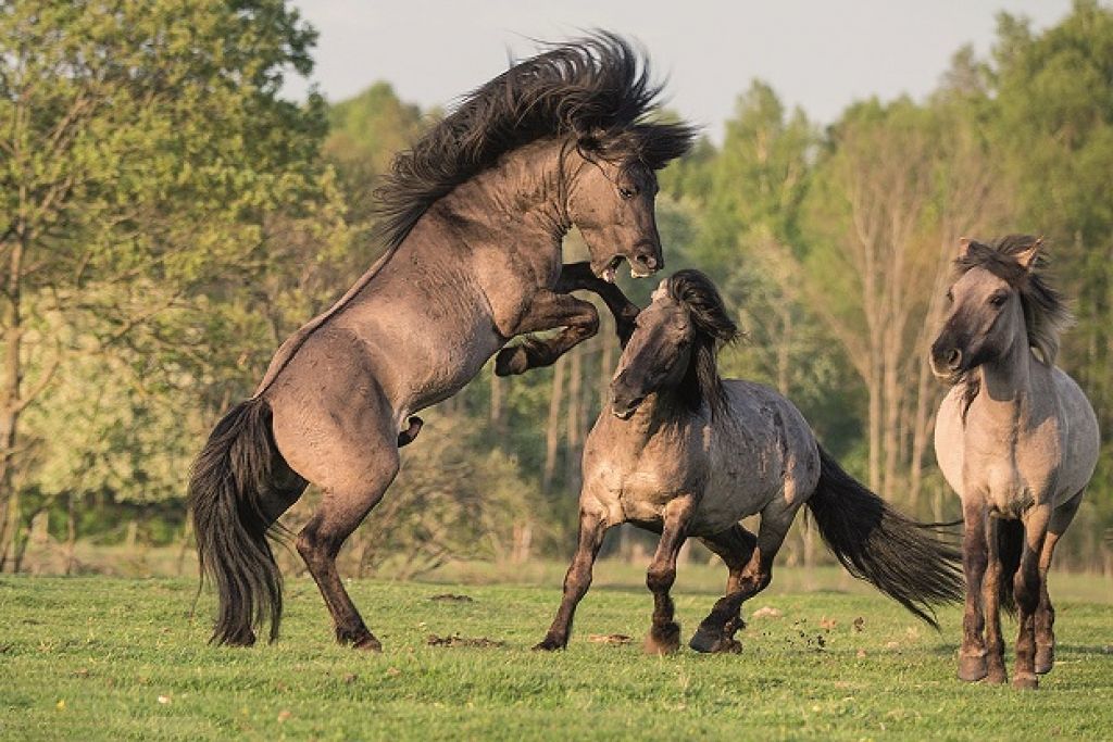 Riests un miers