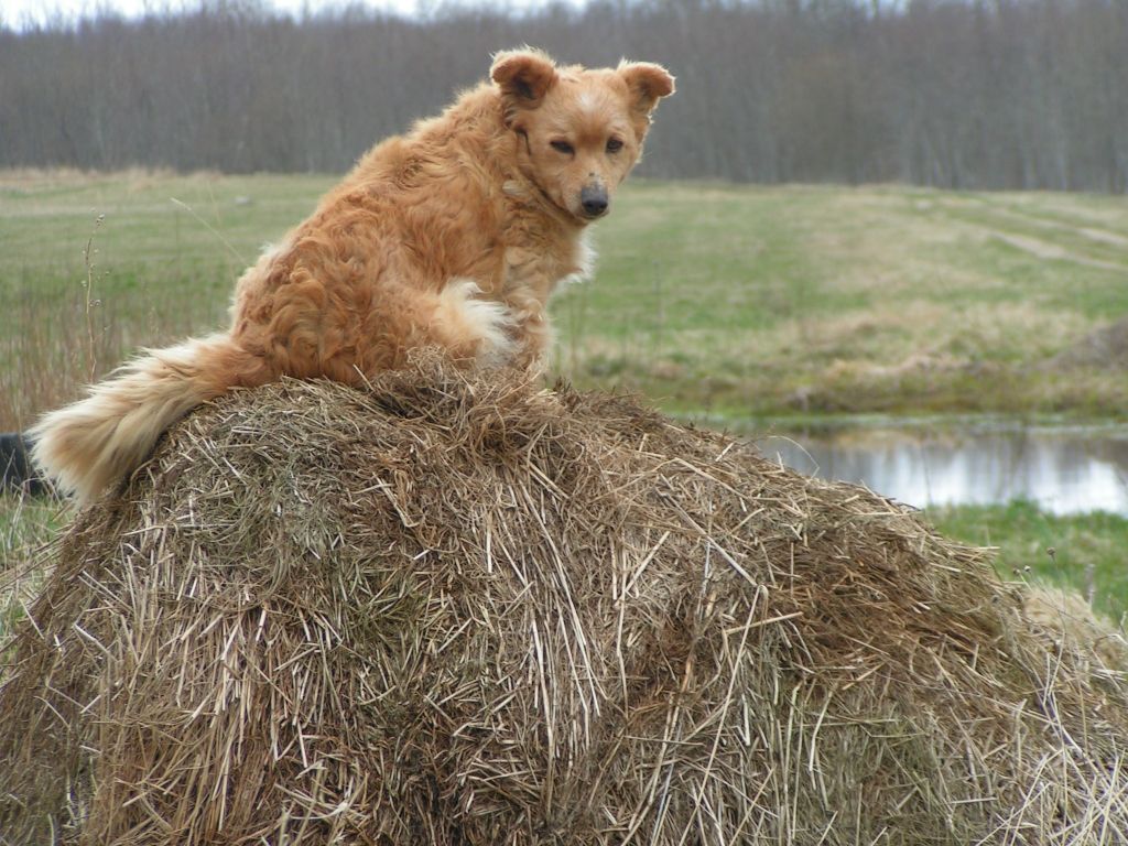 ''Baatā" notiks labdarības akcija, kurā dzīvniekiem meklēs jaunas mājas