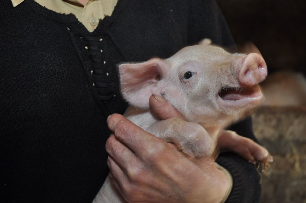 Cūku mēra cilpas savelkas