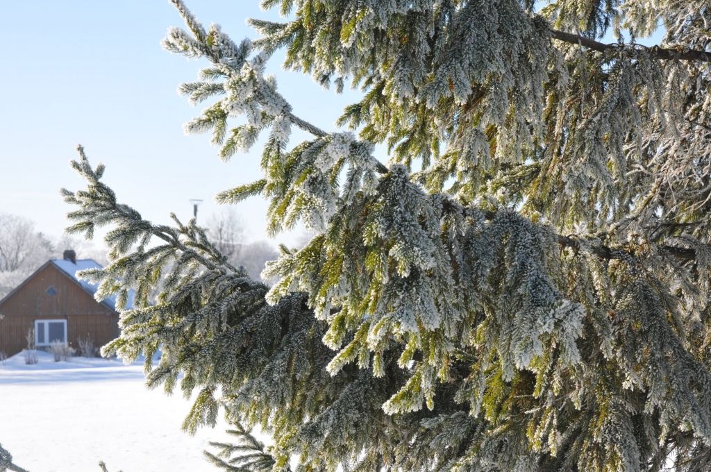 Priekulniekus aicina uz lielās egles iedegšanu