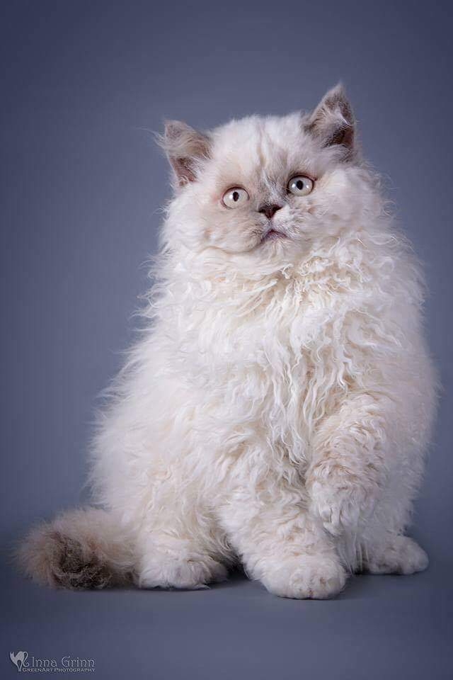 ''XL Salā'' gaidāms kaķu čempionu šovs un Ziemassvētku tirdziņš