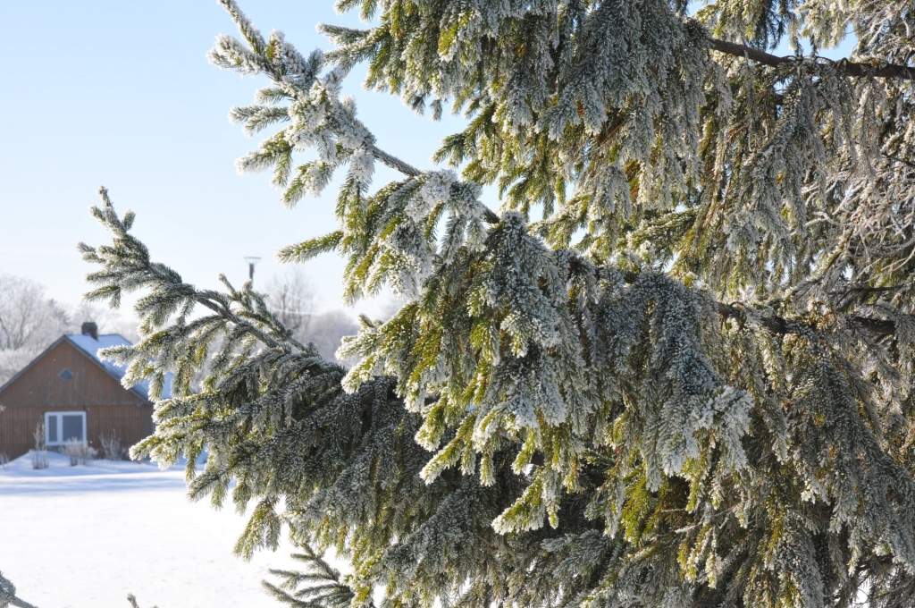 Kā saglabāt stādīšanai Ziemassvētku eglītes
