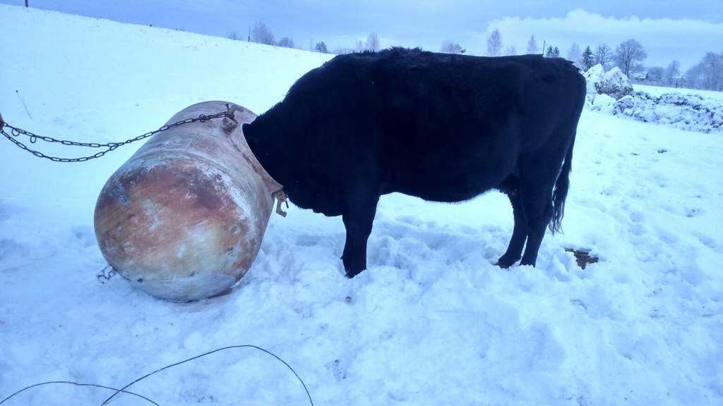 Priekules novadā ugunsdzēsēji steidz palīgā govij