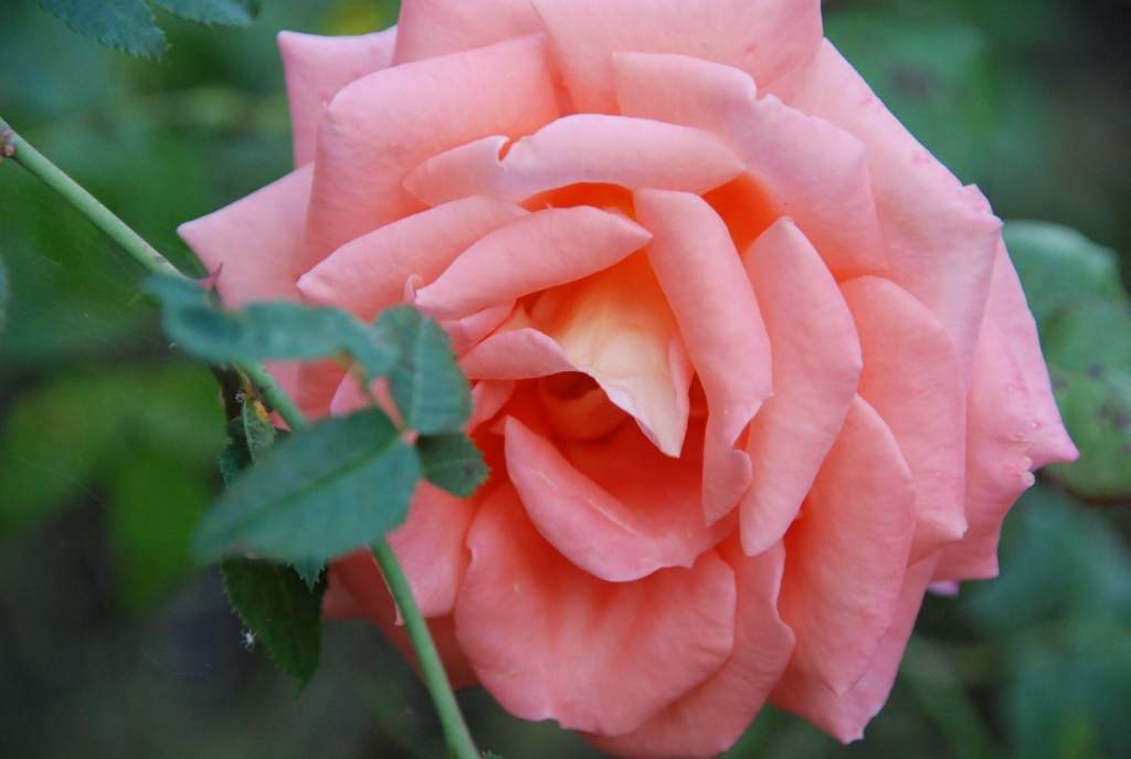 ''Otrās Elpas'' veikals Liepājā svin 6 gadu jubileju