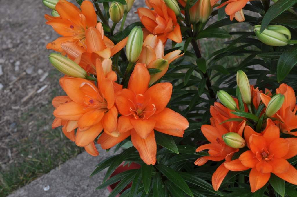 Aizputē jau zied pašu audzētas lilijas