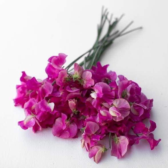 Biedrības namā būs apskatāma puķuzirņu izstāde