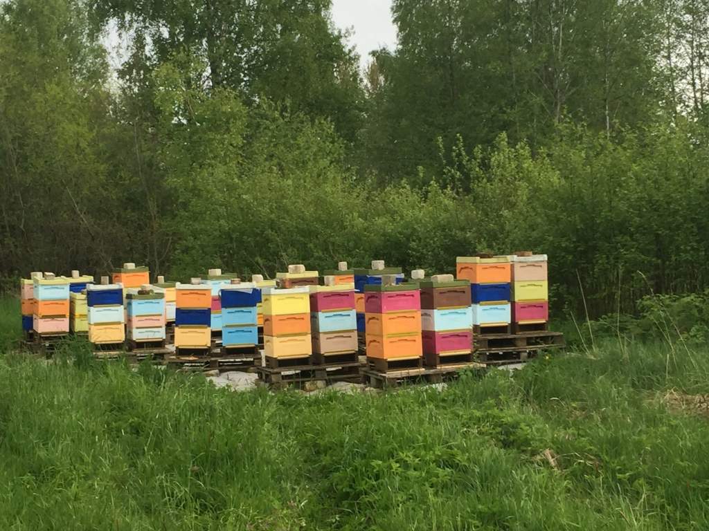 Lūdz iedzīvotāju palīdzību, lai atrastu Priekulē nozagtos bišu stropus