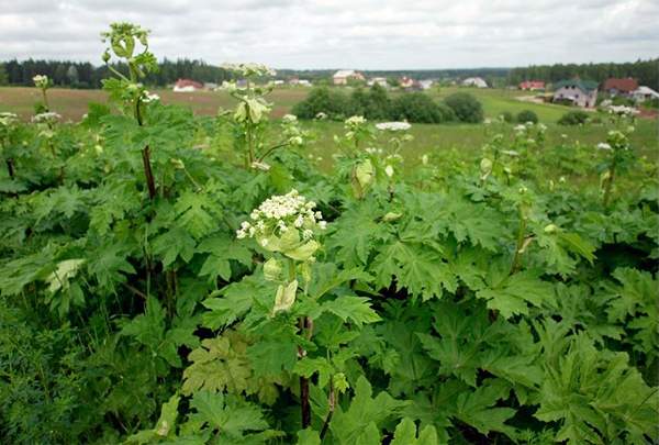 Grobiņas iedzīvotājus aicina cīnīties ar latvāņiem