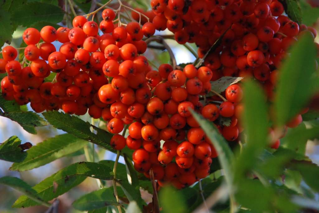 Dzejas dienas Liepājā atklās ''Jubilāru parāde''