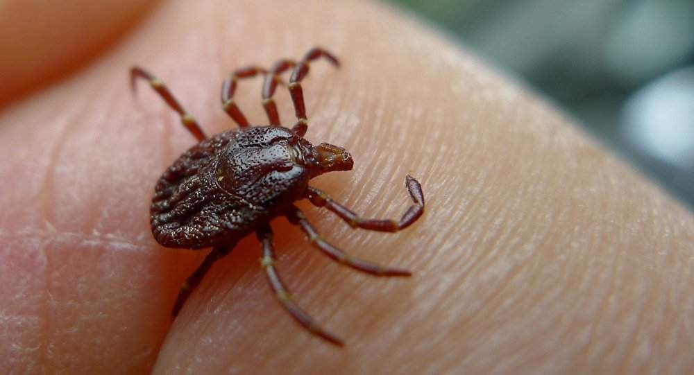 Katrs otrais ērču encefalīta slimnieks nepamana ērces piesūkšanos